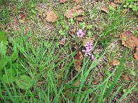 vittello-Cyclamen hederifolium 20100924 019